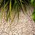 Yellow sun split 5-11 mm bulk