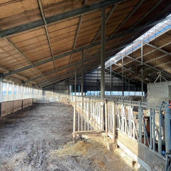 Gebruikte Rundveestal, Staalconstructie, ca. 25x55m